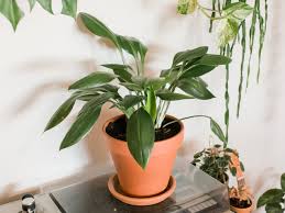 Top 5 Indoor Plants to Decorate Your Home