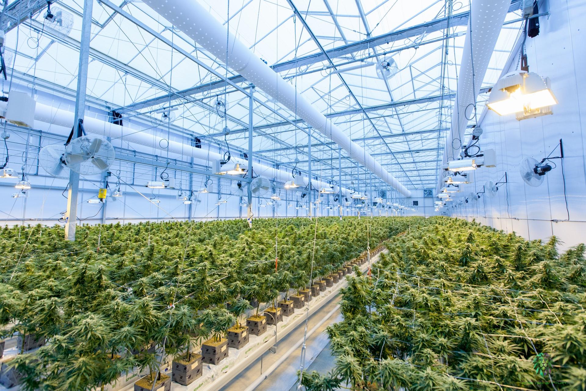5 Ways Technology Is Transforming the Cannabis Industry