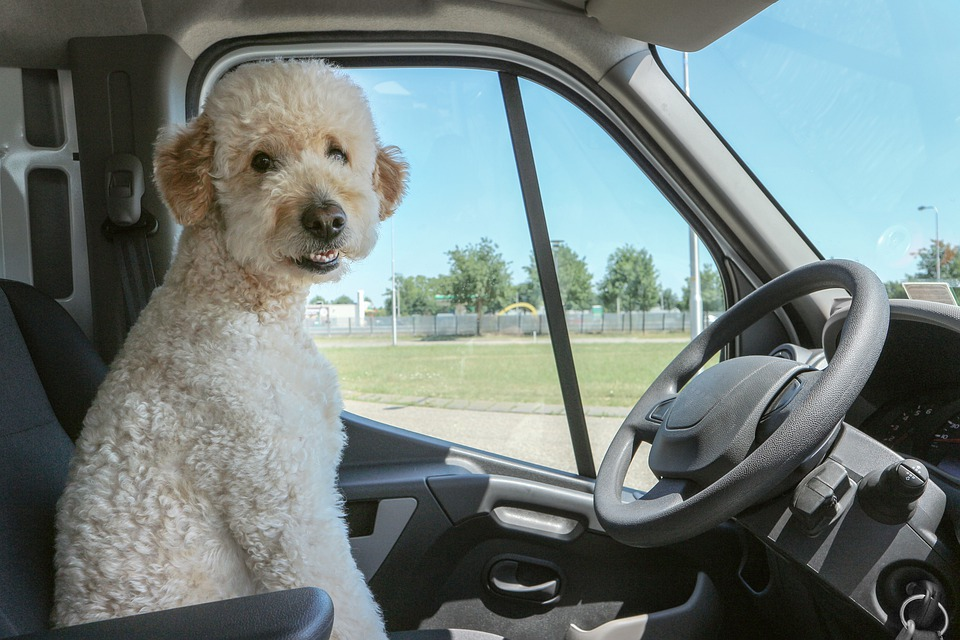 7 Most Essential Dog Car Travel Accessories