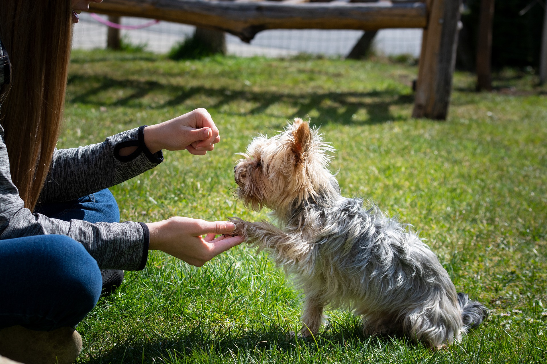 Technology to Help You Train Your Dog (A Review)