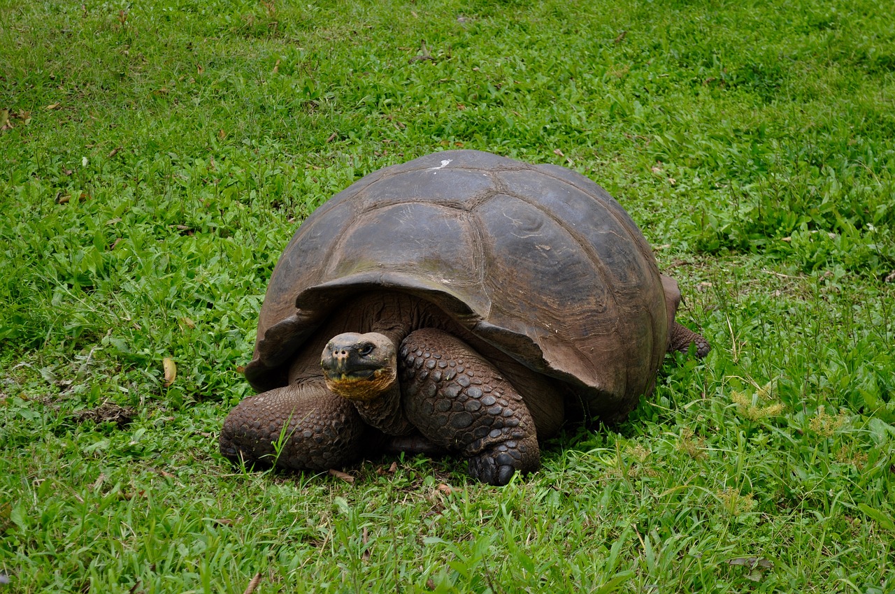 Everything to Know About El Chato Tortoise Reserve (Santa Cruz Island)