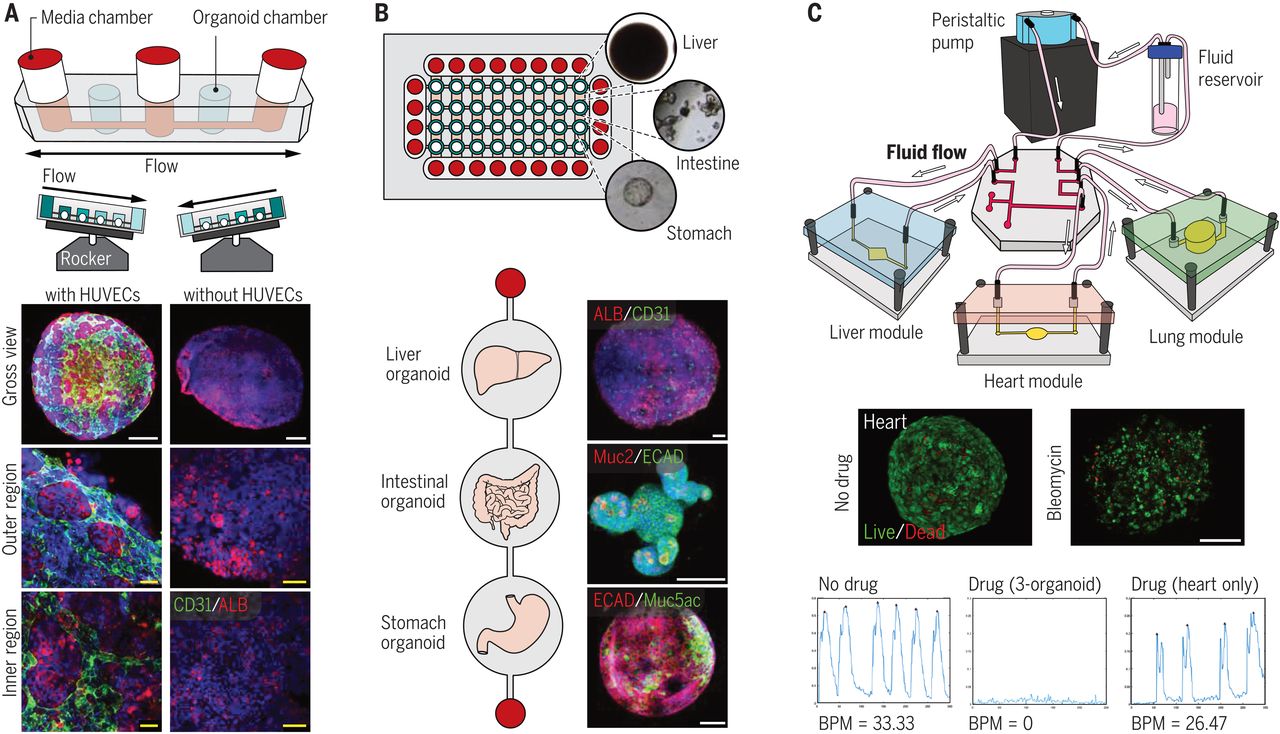 Engineers are creating pancreatic ‘organoids’ that look and act like the genuine thing