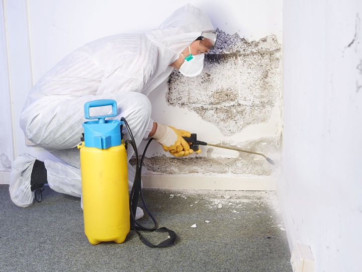 How to get rid of mold – Effective mold inspection and removal techniques