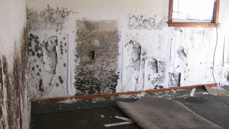 Why Hire The Services Of A Mold Removal Company?