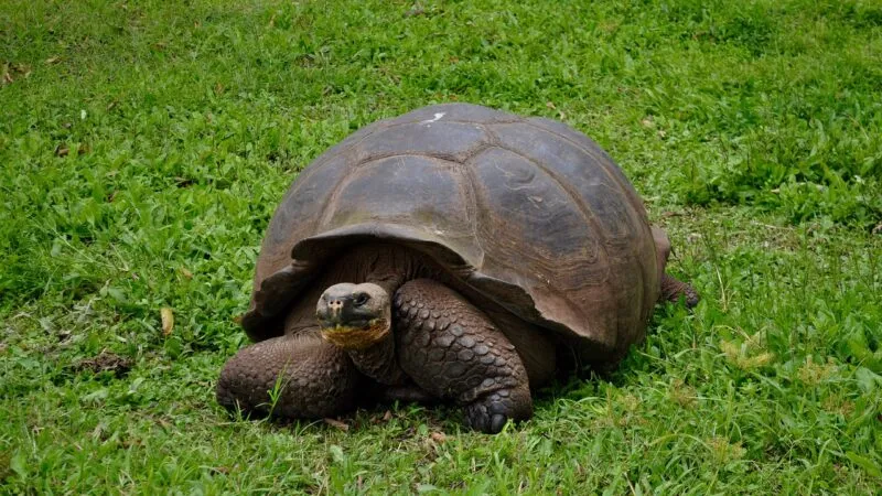 Everything to Know About El Chato Tortoise Reserve (Santa Cruz Island)